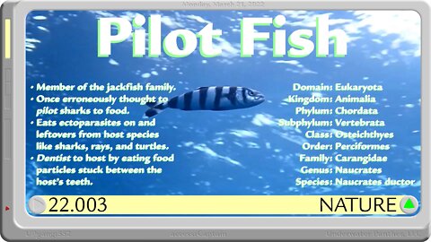 LOG Entry 22.003 Pilot Fish