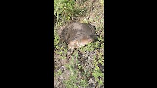 Soft Shell turtle comes out to greet