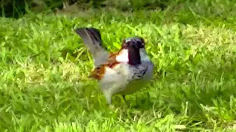 IECV NV #277 - 👀 House Sparrows In The Mock Orange And On The Ground 🐤🐤🐤4-22-2017