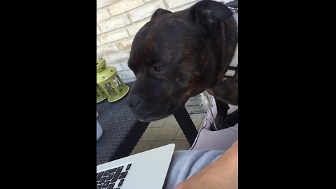 Dog refuses to let human stop petting him