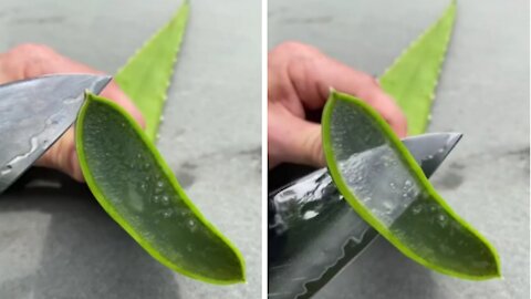 Satisfying Aloe Plant Cutting