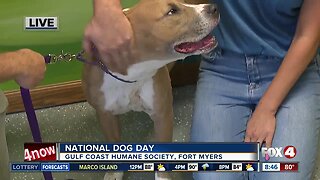 Gulf Coast Humane Society celebrates National Dog Day live hit 08:30a