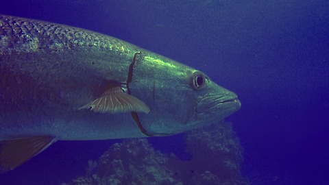 Scary looking barracuda circle within inches of divers