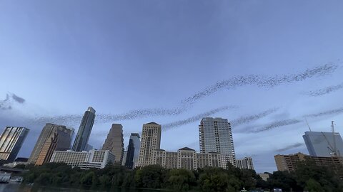 1.5M Mexican Free-tail Bats Go Out to Dinner Together