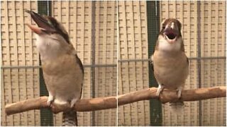 Denne fugl har det mest skræmmende grin nogensinde