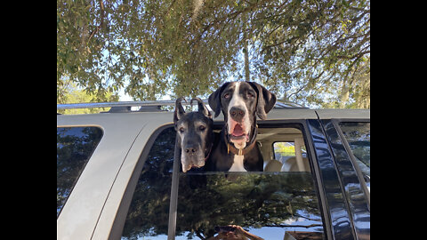Excited Great Danes Go On Car Ride To Scooby Swimming School