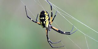 Huge Yellow Garden Spider