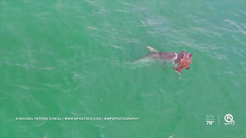 VIDEO: Hammerhead shark attacks goliath grouper off Singer Island