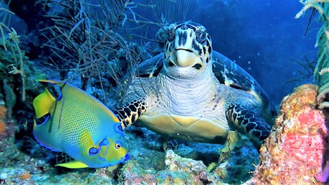 Endangered sea turtle shares meal with beautiful queen angle fish