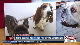 Couples adding pets to prenuptial agreements