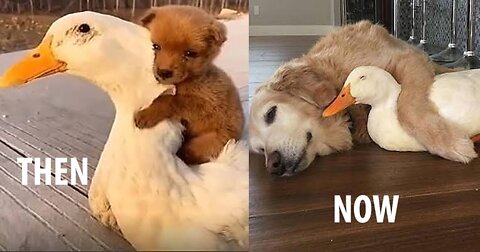 Watch How A Cute 🐶 Puppy playing with a Cute 🦆 Duck | Puppy and Duck Are Best Friends
