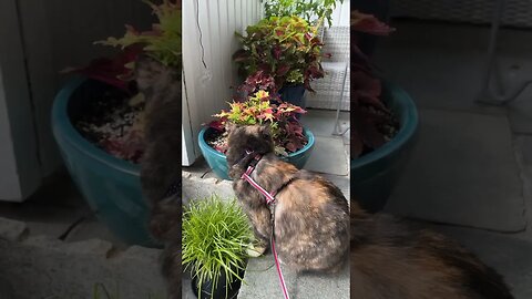 Eating my grass. Okey? | Pippa the KittyCatMeow