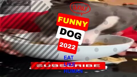 🤣Funny Dogs Eating Like Human 2022 Video Clips #shorts