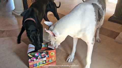 Great Dane and Cat Watch Funny Puppy Play With Snack Box