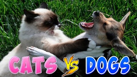 Cats Vs. Dogs | Funny Animals Compilation
