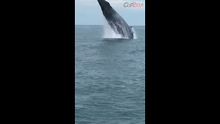 Amazing Encounter With Humpback Whale