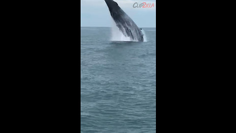 Amazing Encounter With Humpback Whale