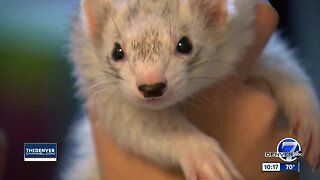 Colorado ferret rescue seeking families to adopt 'unique' pet
