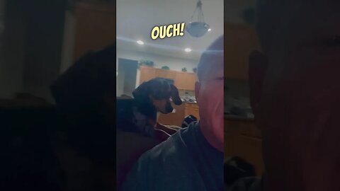 Crazy dachshund attacks my neck! 😂#shorts