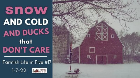 Snow, Cold, and Ducks That Don't Care | Farmish Life in Five | 1-7-22