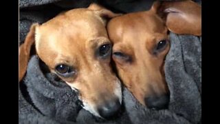 Romance canino: salsichas dormem em conchinha