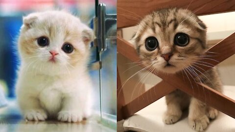 Cute kitten video compilation