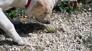 Labrador VS Lizard