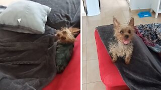 Yorkie puppy has the craziest case of zoomies