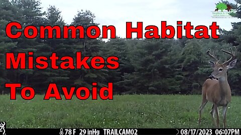 Avoid These Common Mistakes When Enhancing Your Whitetail Habitat