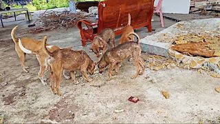 Hungry street dogs Life | Sick dog food crisis