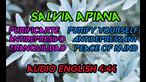 Salvia Apiana 🍀 Salvia Blanca Investigacion✅ La Planta De La Paz Interna🥰 The Plant For Inner Peace😍