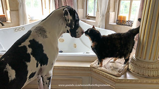 Cat Loves Loving On Great Dane Puppy