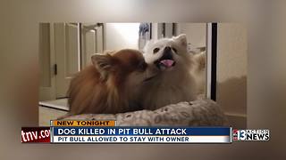 Las Vegas woman upset killer dog left with owner