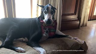 Happy Great Dane Loves DIY Pupperoni Dog Treat Snack