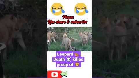 Leopard 🐆 Death ☠️ killed by group of lion 🦁#shorts #youtubeshorts