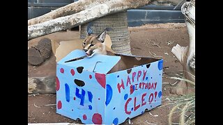 BIRTHDAY PARTY! Cleo the desert lynx turns 14 at Phoenix Zoo - ABC15 Digital
