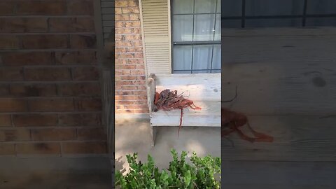 Lightening Strikes tree in Louisiana