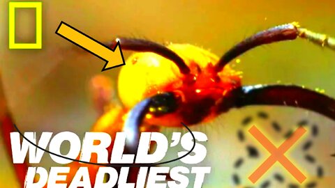National Geographic - Army Ants - BBC Wildlife Documentary ○AnimalGossip rumble channel..