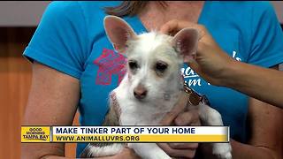 Rescues in Action June 16 | Tinker needs a home