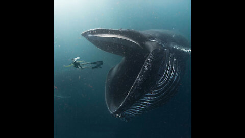 What should you do if a Giant Whale Swallows you whole?