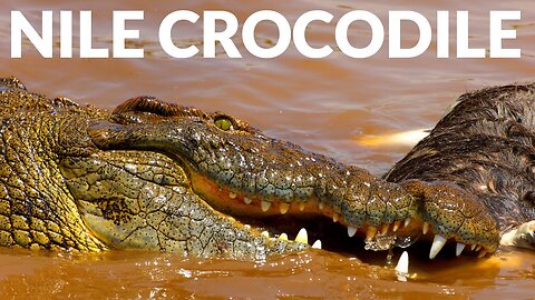Crocodiles & Snakes of the Mighty Kunene River