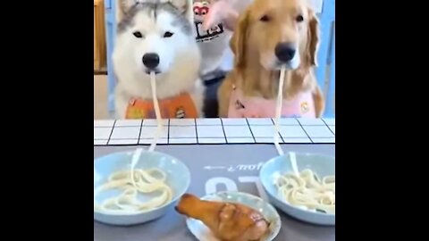 Husky SOO Cute - Cute Puppies Videos - Cutest moment of the Puppies Cute Pets