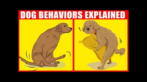 21 strangest dog behaviour sign । factplanet
