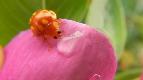 Ladybug Drinking Water Hydrate Nature Beetle