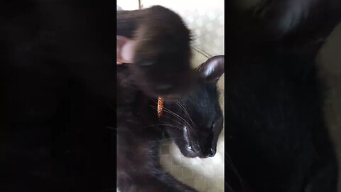 Black Cat kitty is having a nap.