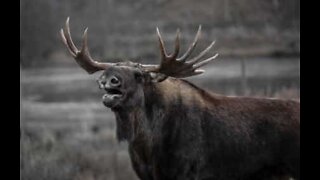 Påtrengende elg på veranda i New Hampshire