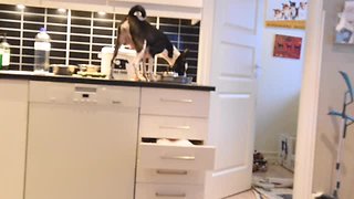 Hidden Camera Exposes Basenji's Master Thief Skills