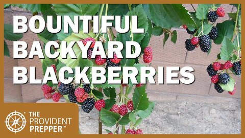 Backyard Blackberries - A Delicious and Nutritious Survival Crop