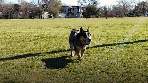 Marshal The Blind Dog Isn't Slowing Down!