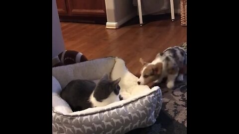 Puppy And Cat Battle For Bed Dominance